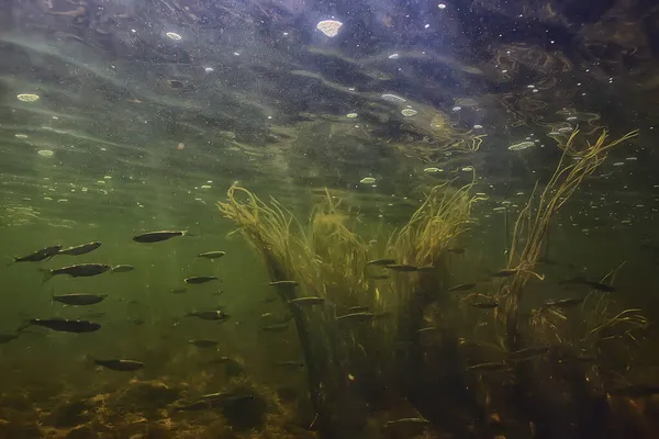 水中の小さな魚の群れ淡水の荒涼とした魚のカタクチイワシの海 — ストック写真