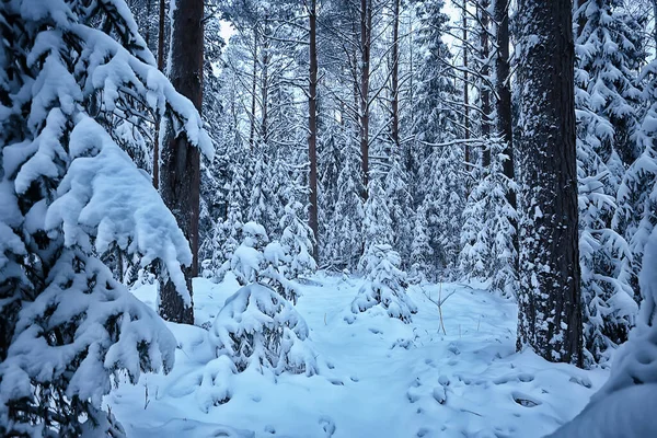 Vinter Grantræer Skoven Landskab Med Sne Dækket December - Stock-foto