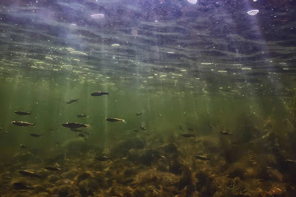 Suyun altında küçük balık sürüsü, tatlı su kasvetli balık ançüezli deniz manzarası