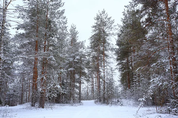 Sapins Hiver Dans Paysage Forestier Avec Neige Couverte Décembre — Photo