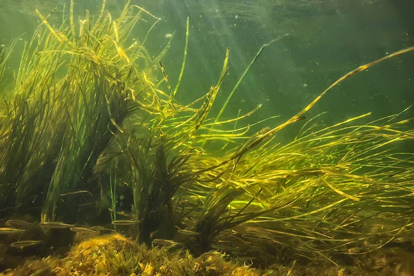 Підводний Прісноводний Зелений Фон Сонячними Променями Під Водою — стокове фото