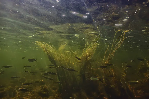 水中の小さな魚の群れ淡水の荒涼とした魚のカタクチイワシの海 — ストック写真