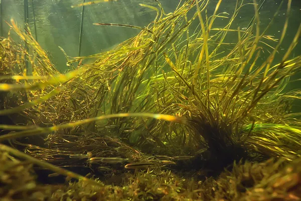 Algues Vertes Sous Marines Dans Paysage Fluvial Paysage Fluvial Écologie — Photo