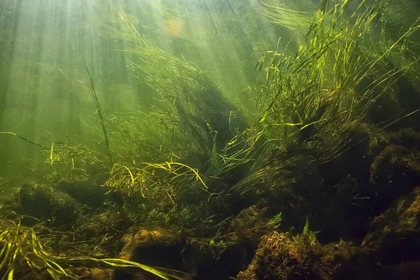 Зелені Водорості Під Водою Річці Пейзаж Річки Екологічна Природа — стокове фото