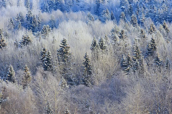 Ormandaki Köknar Ağaçları Aralıkta Karla Kaplı — Stok fotoğraf