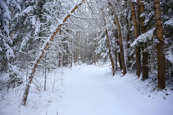 Sapins Hiver Dans Paysage Forestier Avec Neige Couverte Décembre — Photo