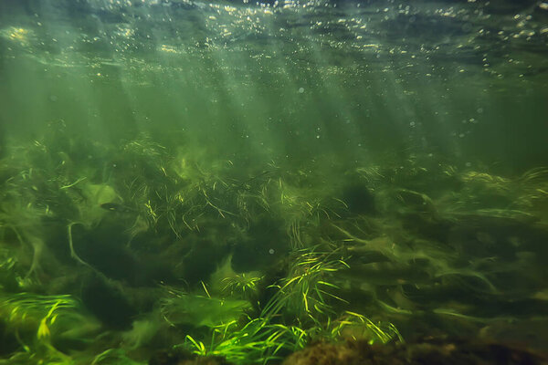 green algae underwater in the river landscape riverscape, ecology nature