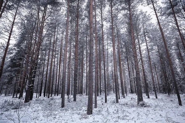 Foresta Conifere Coperto Con Sfondo Hoarfrost Paesaggio Invernale Alberi Neve — Foto Stock