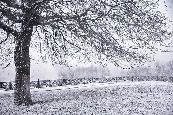 覆盖着白霜的冬景树 — 图库照片