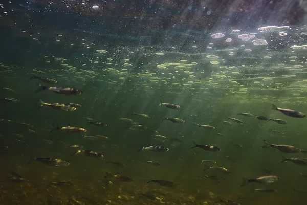鱼类水下浅滩 抽象背景自然海洋生态系统 — 图库照片