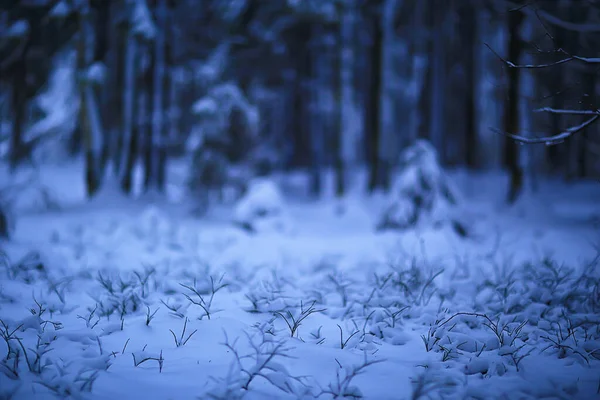 Ramos Cobertos Com Geada Fundo Abstrato Inverno Dezembro Vista — Fotografia de Stock