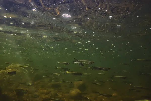 Schwarm Von Kleinen Fischen Unter Wasser Süßwasser Trostlose Fische Sardellen — Stockfoto