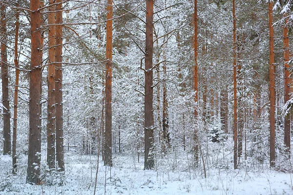 12月に雪に覆われた森の中の冬のモミの木 — ストック写真