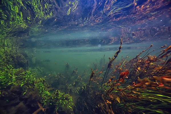 Zelené Řasy Pod Vodou Říční Krajině Říční Krajina Ekologie Příroda — Stock fotografie