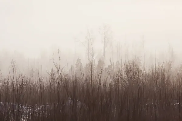 Alberi Del Paesaggio Invernale Coperti Brina — Foto Stock