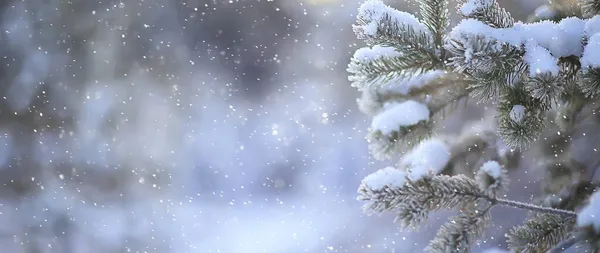 Choinka Lesie Zimowym Bożonarodzeniowy Krajobraz — Zdjęcie stockowe