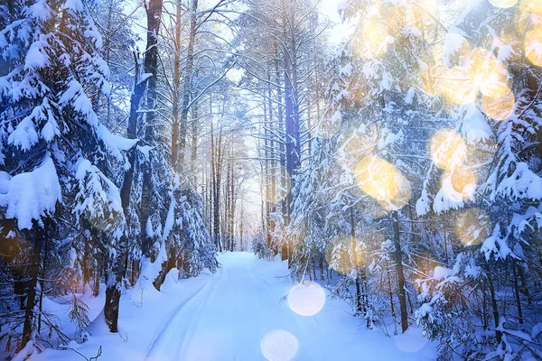 Solig Utsikt Vinterskog Sol Landskap Natur — Stockfoto