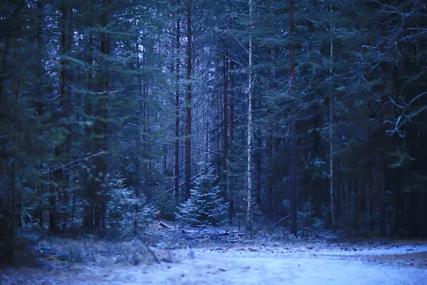 Večer Zimní Lesní Krajině Pohled Temné Stromy Mystik — Stock fotografie