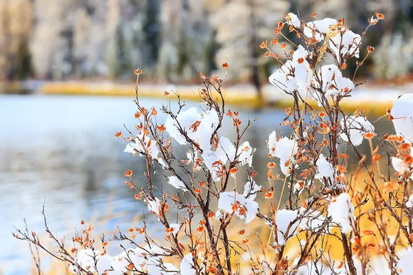 Jesienny Las Mróz Śnieg Altai Krajobraz Piękna Przyroda — Zdjęcie stockowe