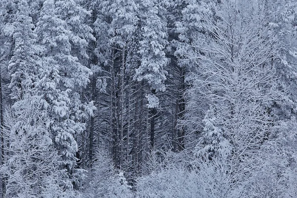 Κωνοφόρα Δάση Καλυμμένα Φόντο Τον Παγετό Χειμερινό Τοπίο Χιονόδεντρα — Φωτογραφία Αρχείου
