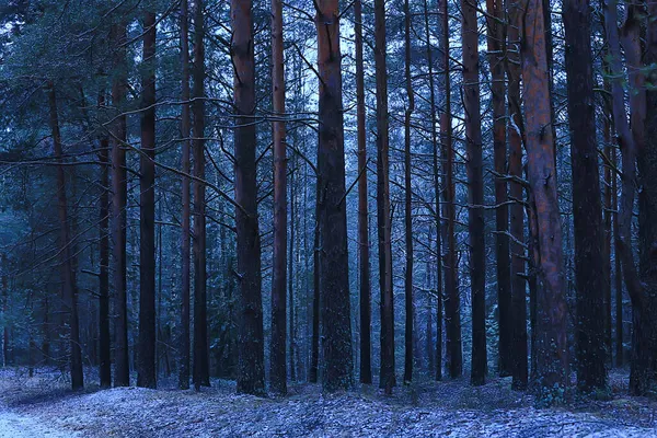 Noche Invierno Bosque Paisaje Vista Los Árboles Oscuros Místico —  Fotos de Stock