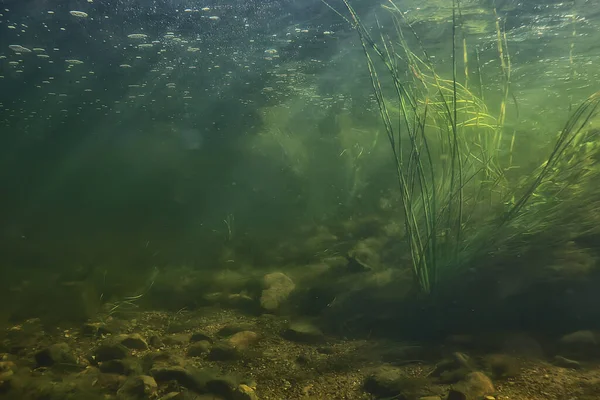 Algas Verdes Subaquáticas Rio Paisagem Riverscape Ecologia Natureza — Fotografia de Stock