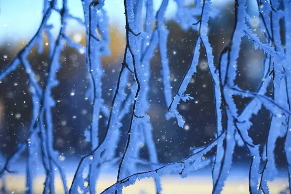 Takken Bedekt Met Vorst Achtergrond Abstracte Winter December Uitzicht — Stockfoto