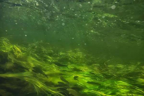 Groene Algen Onder Water Het Rivierlandschap Ecologie Natuur — Stockfoto