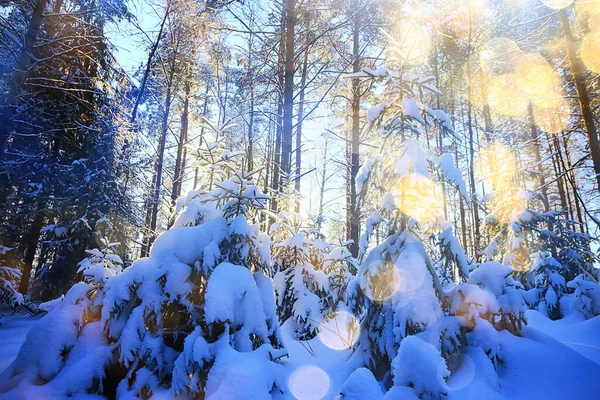 Ηλιόλουστη Θέα Στο Δάσος Του Χειμώνα Τον Ήλιο Φύση Τοπίο — Φωτογραφία Αρχείου