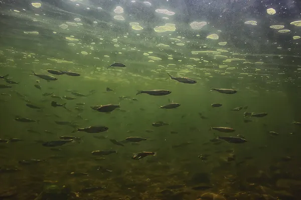 Bandada Peces Pequeños Bajo Agua Peces Desolados Agua Dulce Paisaje — Foto de Stock