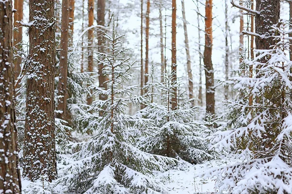 Foresta Conifere Coperto Con Sfondo Hoarfrost Paesaggio Invernale Alberi Neve — Foto Stock