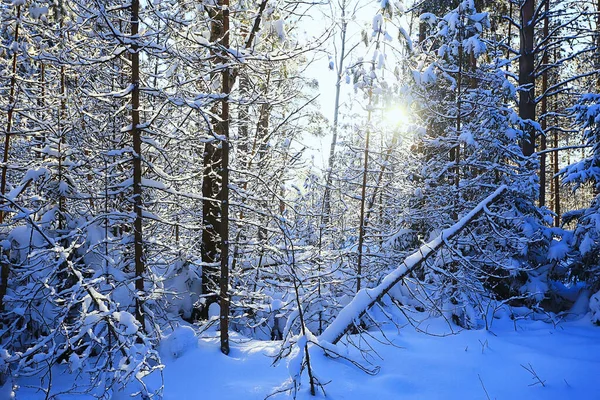 Branches Couvertes Givre Fond Abstrait Hiver Décembre Vue — Photo