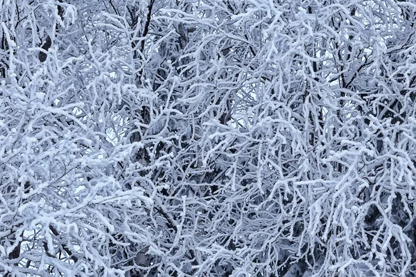 Rami Coperti Gelo Sfondo Astratto Inverno Dicembre Vista — Foto Stock