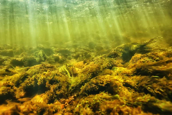 Güneş Işınları Suyun Altında Deniz Manzarası Tatlı Nehri Dalışı — Stok fotoğraf