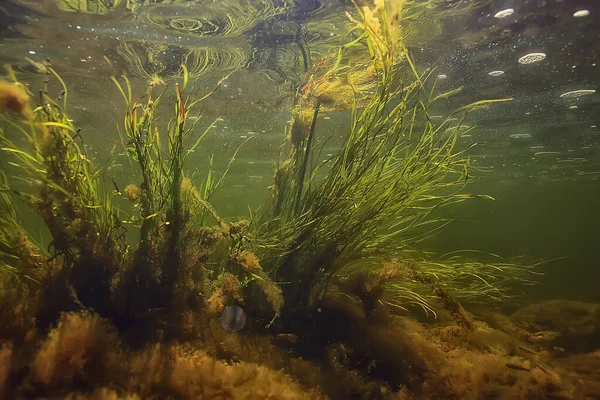 Зелені Водорості Під Водою Річці Пейзаж Річки Екологічна Природа — стокове фото