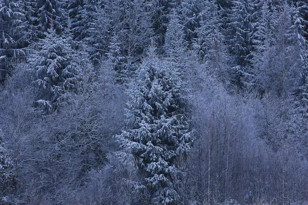 Forêt Conifères Couverte Givre Paysage Hivernal Arbres Neige — Photo