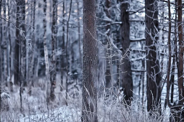 Abetos Invierno Paisaje Forestal Con Nieve Cubierta Diciembre — Foto de Stock