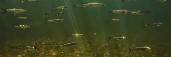 Bandada Peces Pequeños Bajo Agua Peces Desolados Agua Dulce Paisaje —  Fotos de Stock