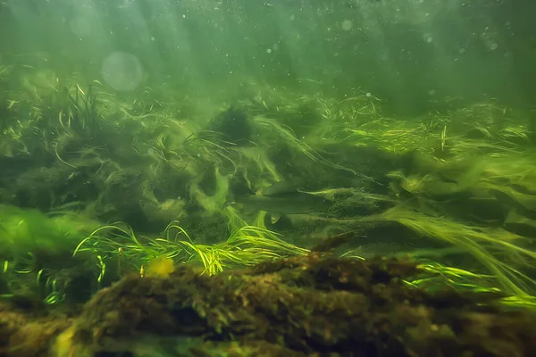 Солнечные Лучи Водным Ландшафтом Дайвинг Морской Водой — стоковое фото