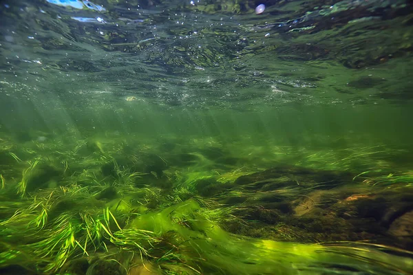Algas Verdes Bajo Agua Paisaje Fluvial Paisaje Ecología Naturaleza — Foto de Stock