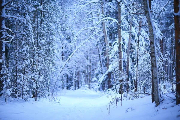 Nadelwald Mit Raureif Bedeckt Hintergrund Winterlandschaft Schneebäume — Stockfoto