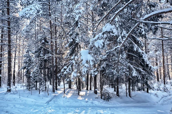 Słoneczny Widok Lesie Zimowym Krajobraz Słońca Natura — Zdjęcie stockowe