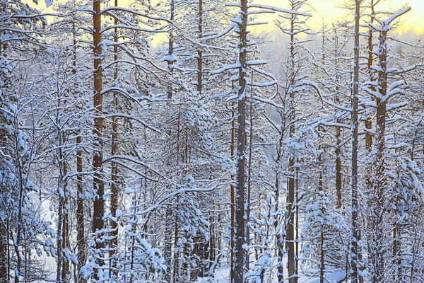 Grenar Täckta Med Frost Bakgrund Abstrakt Vinter December — Stockfoto