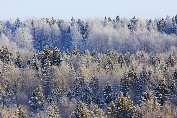 Vista Ensolarada Floresta Inverno Natureza Paisagem Sol — Fotografia de Stock