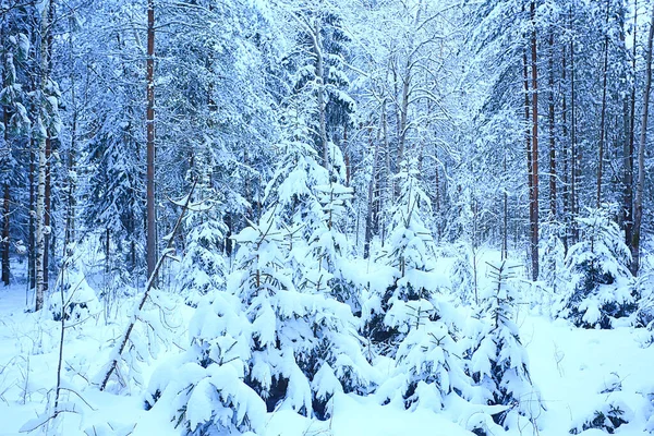 Abetos Invierno Paisaje Forestal Con Nieve Cubierta Diciembre — Foto de Stock