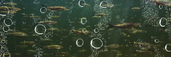 Kudde Kleine Vissen Onderwater Zoetwatersombere Vis Ansjovis Zeegezicht — Stockfoto