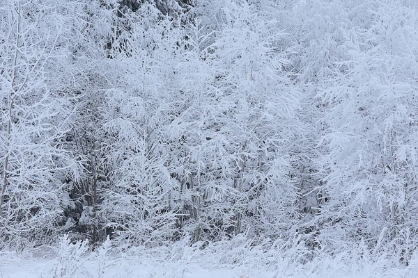 Winterlandschap Bomen Bedekt Met Rietvorst — Stockfoto