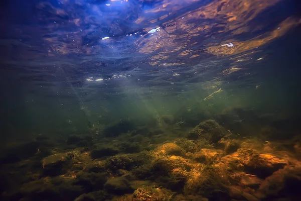 Veelkleurig Onderwaterlandschap Rivier Algen Helder Water Planten Onder Water — Stockfoto