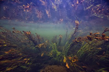 Nehir manzarasında yeşil yosunlar, nehir manzarası, ekoloji doğası.