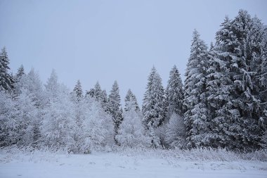 Kozalaklı orman, kışın yağışlı arka planla kaplı kar ağaçları.